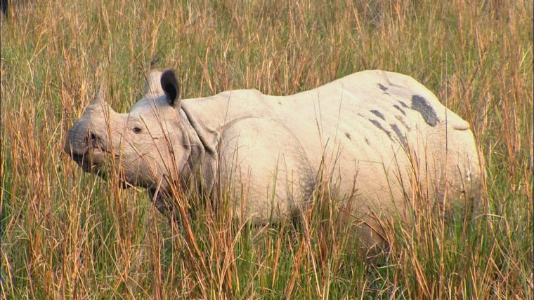 One report estimated that in 1905 there were fewer than 200 one-horned rhino left in Assam; another account estimated that figure at less than a dozen. Now there are more than 2,000 rhinos in Assam, and that number is growing.